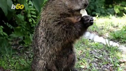 Baboons Apparently Love Sharing Snacks With Humans!