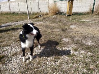 Türkiye'de ilk kez korona virüsü teşhis edebilen dedektör köpek yetiştirildi