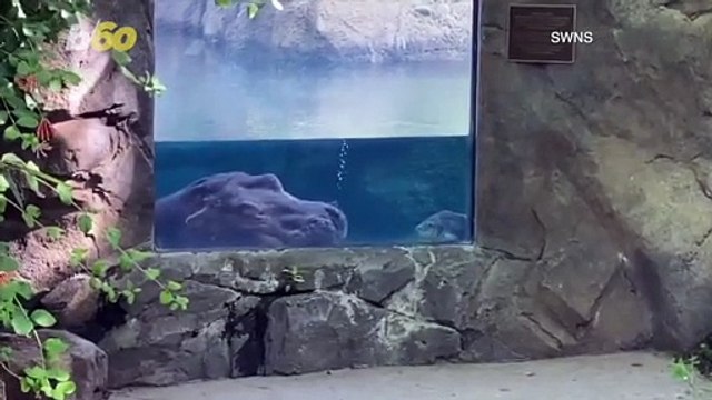 Sleepy-Sleepy Hippo! Adorable Video Shows Hippo Snoring Underwater as She Sleeps!