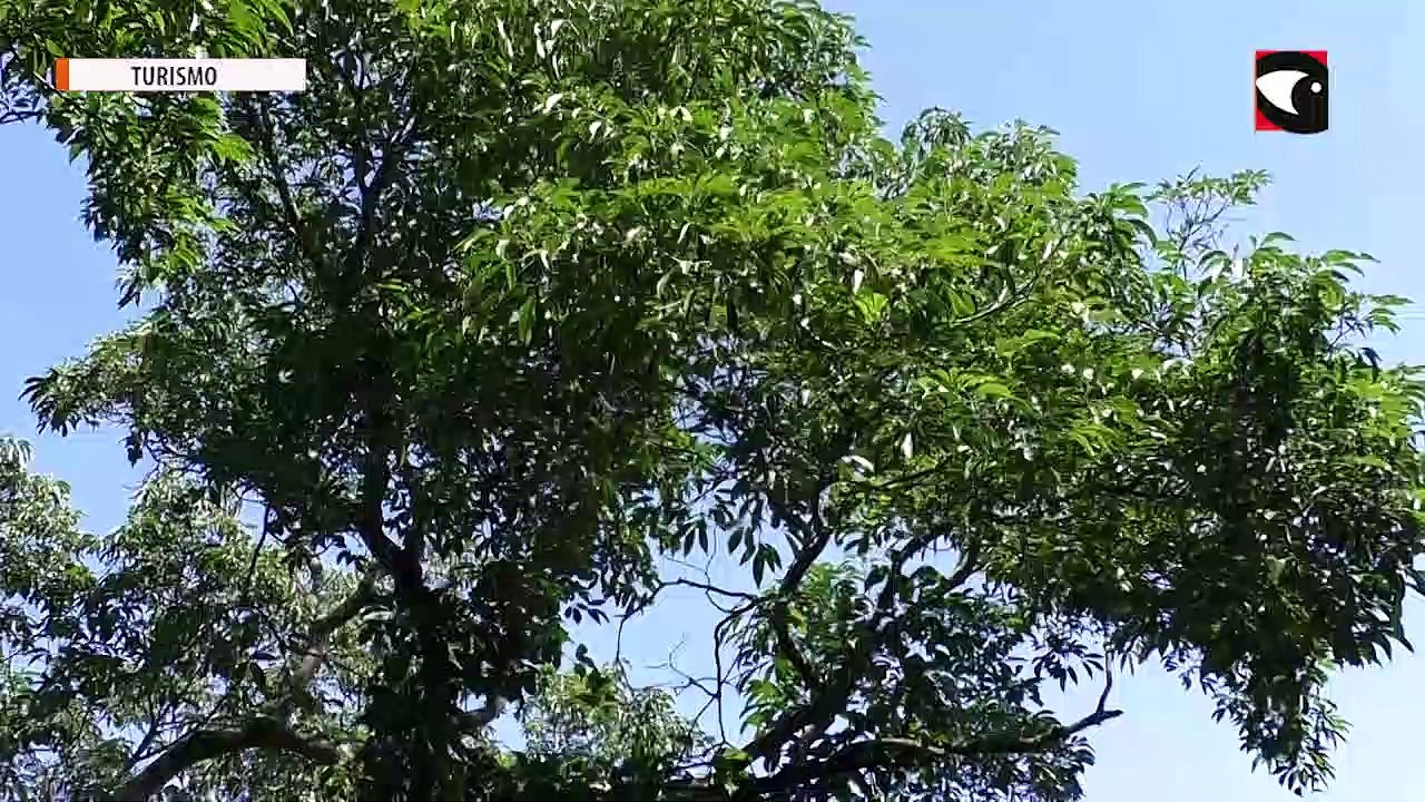 Iguazú Jungle Lodge: Disfrutá la maravilla de la Selva Misionera