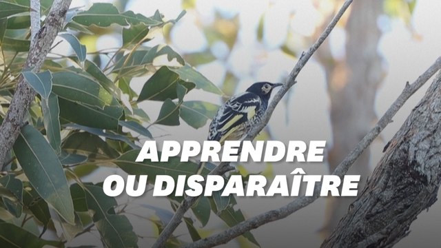 Cette espèce pourrait disparaître parce qu'elle ne chante plus assez bien
