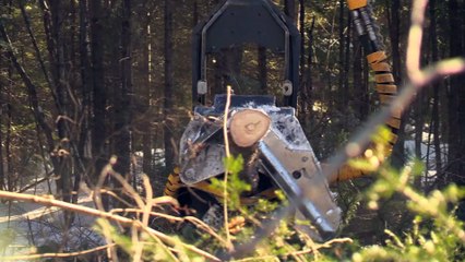 (17--03-2021) TOPO coupes forestières vs chevreuils edm