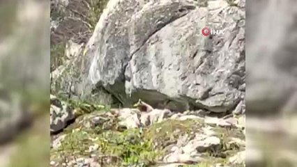 Kış uykusundan uyanan ayı cep telefonu ile görüntülendi