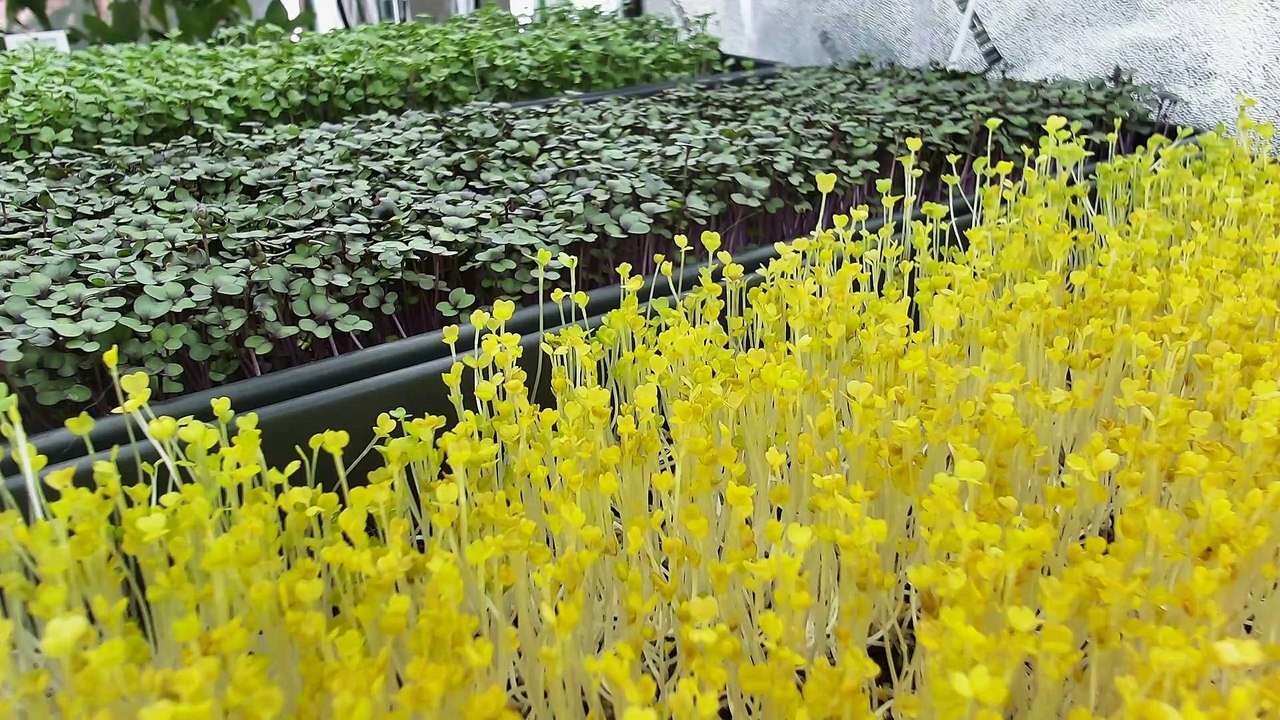 Arugula, Cabbage and Spicy Salad Mix Microgreens time-lapse