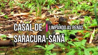 Casal de saracura-sanã limpando as penas 