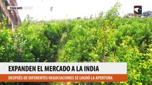 La yerba mate sigue abriendo fronteras: se firmó un convenio para exportarla a La India