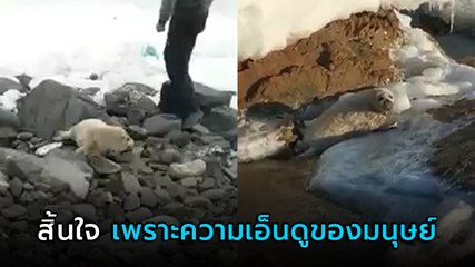 สลด ชาวบ้านแห่เล่นลูกแมวน้ำเกยตื้น สุดท้ายน้องตาย เพราะความเอ็นดูของมนุษย์