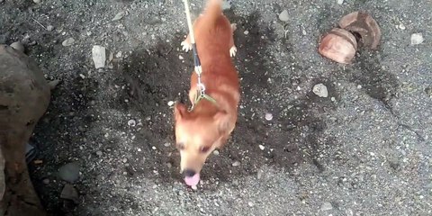 ang mga makulit na aso