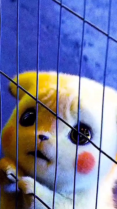 Saibo Dhire Dhire Status Pikachu