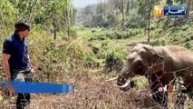 تايلاند.. فيل بري يتعرف على بيطري عالجه قبل 12 عاما