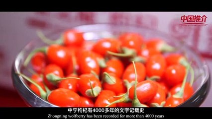 《物华天宝》中卫市：中宁枸杞 Natural Treasures-Zhongwei City： Zhongning Wolfberry