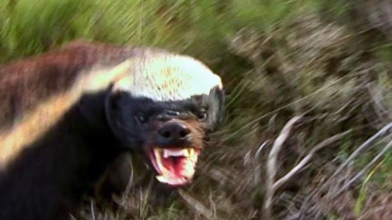 யாராக இருந்தாலும் பயமில்லை! வல்லவனுக்கு வல்லவன்! #HoneyBadger