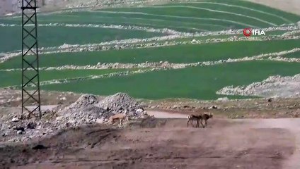 Cudi Dağına bırakılan ceylanlar sıkı şekilde takip ediliyor