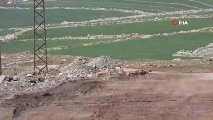 Cudi Dağına bırakılan ceylanlar sıkı şekilde takip ediliyor