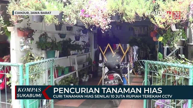 Curi Tanaman Hias Senilai 10 Juta Rupiah Terekam CCTV