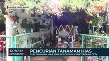Curi Tanaman Hias Senilai 10 Juta Rupiah Terekam CCTV