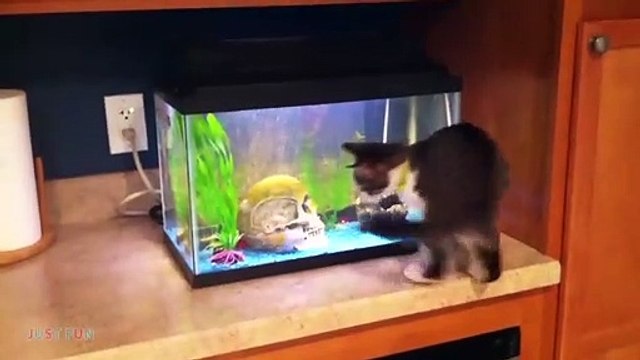 Videos De Risa De Animales Gatos Graciosos - Momentos Divertidos De Gatos y Perros Chistosos #5