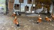 İstanbul'da 'kaçak kuş' operasyonu: 185 canlı hayvan ele geçirildi