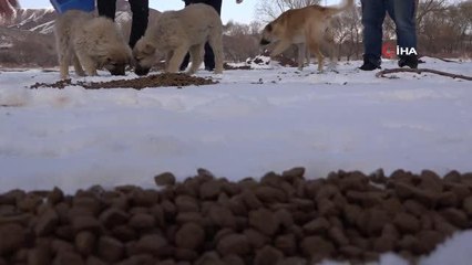 Sokak hayvanlarına yiyecek ve mama bırakıldı