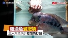 主人只能是我的！ 愛撒嬌的羅漢魚「醋桶打翻」怒咬主人