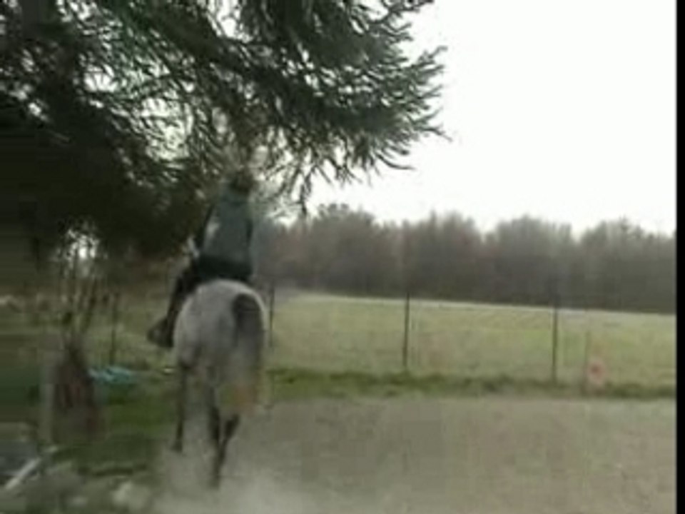 dressage