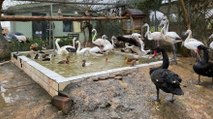 ‘Kaçak kuş’ operasyonu: 185 canlı hayvan ele geçirildi
