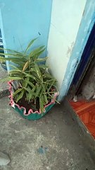 Ganda