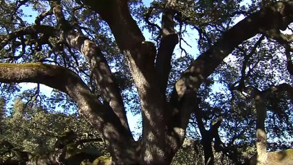 Le chêne vert de Lecina élu "arbre européen de l'année"