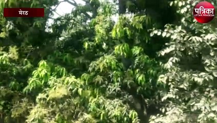 आम के पेड़ पर आया बौर तो चहके बाग मालिक