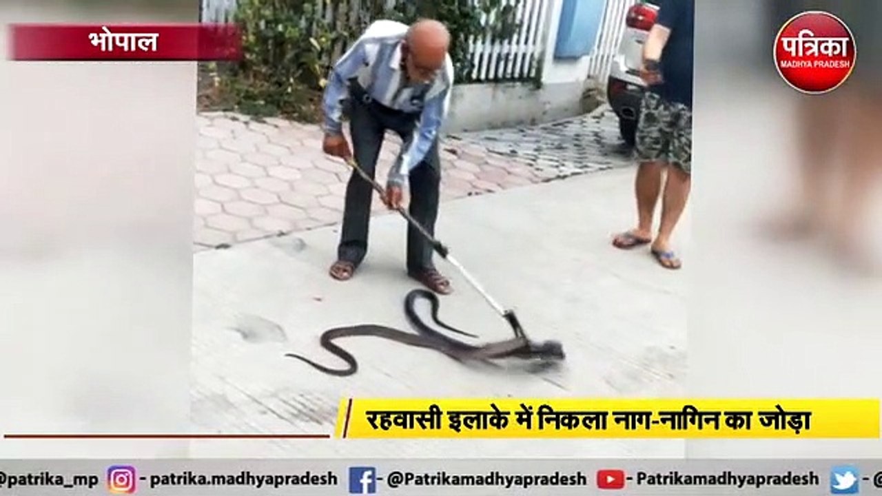BHOPAL : रहवासी इलाके में निकला नाग-नागिन का जोड़ा