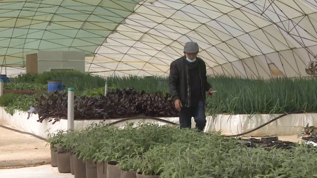 مهندس أردني ينجح في تأسيس أول مزرعة للزراعة الأحيومائية