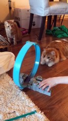 Cat Fascinated by Toy Car