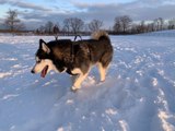 Ce chien aime tellement la neige qu’il refuse que son maître la déblaye