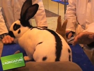 Les lapins au Salon de l'Agriculture