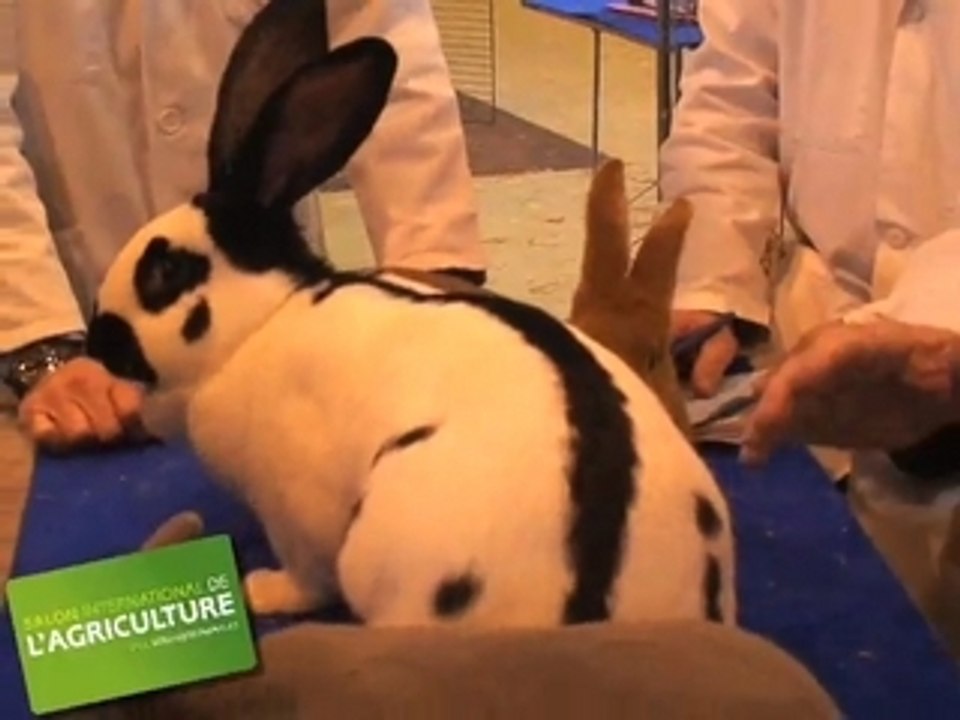 Les lapins au Salon de l'Agriculture
