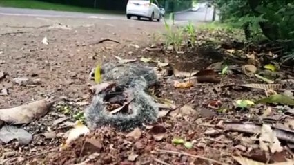 Internautas chamam atenção para macaco encontrado morto na Rua Jacarezinho