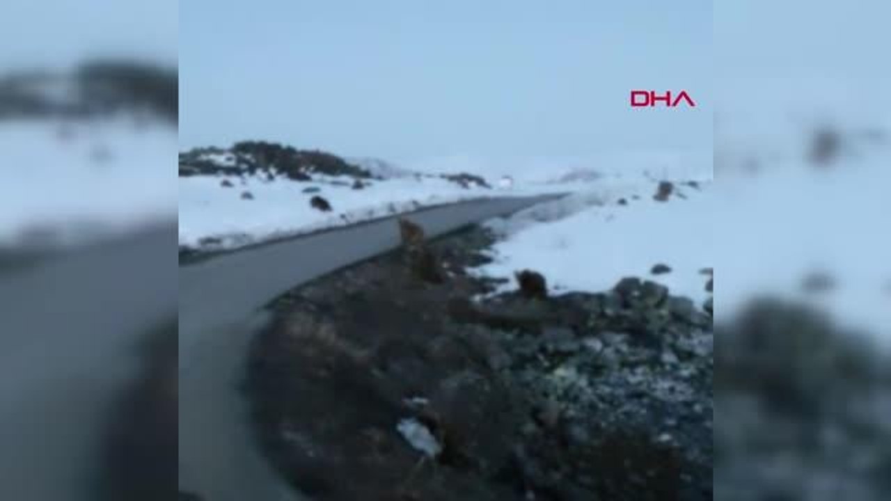 VAN Van'da yola inen ayı sürüsü görüntülendi