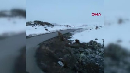 VAN Van'da yola inen ayı sürüsü görüntülendi