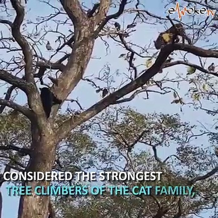 Watch this black panther scale a tall tree in seconds