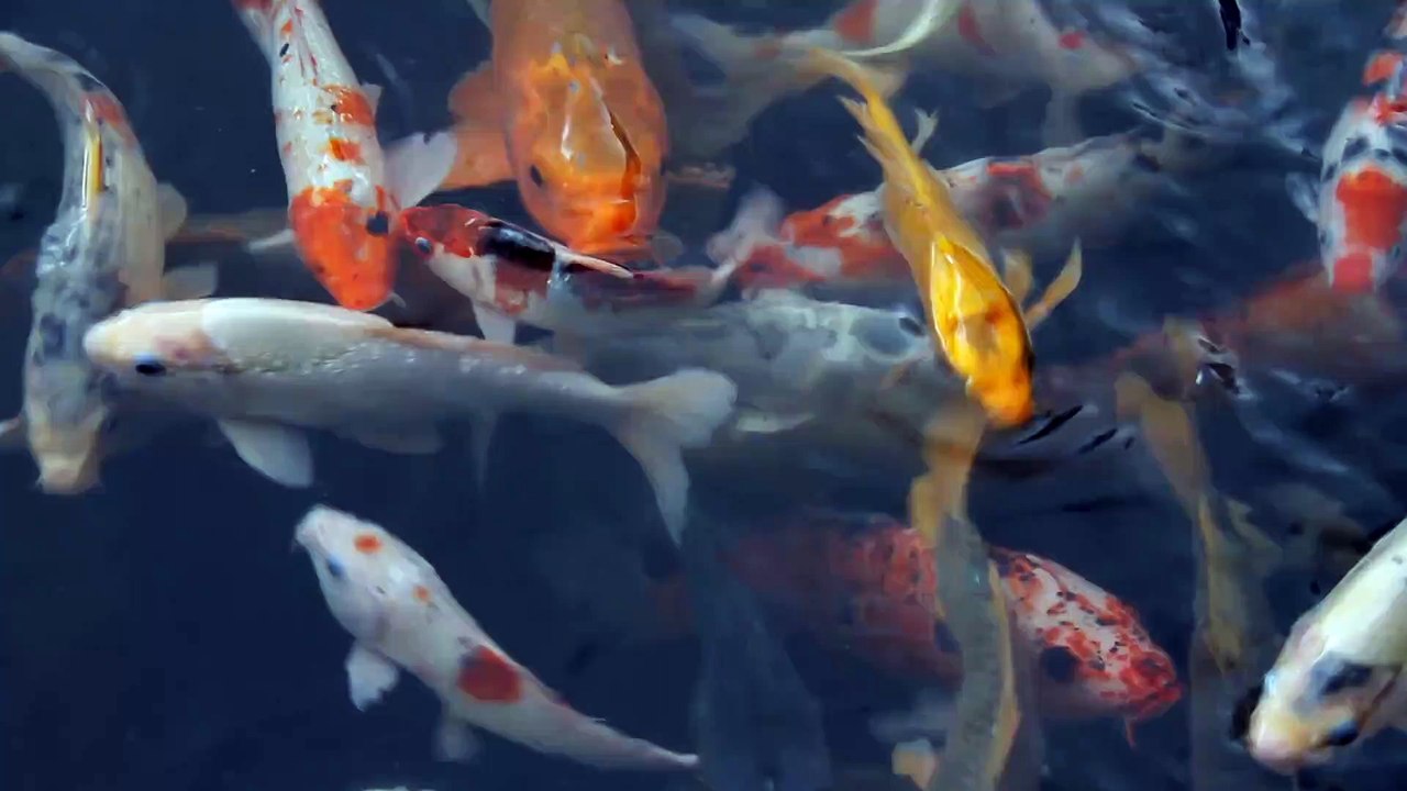 Peces