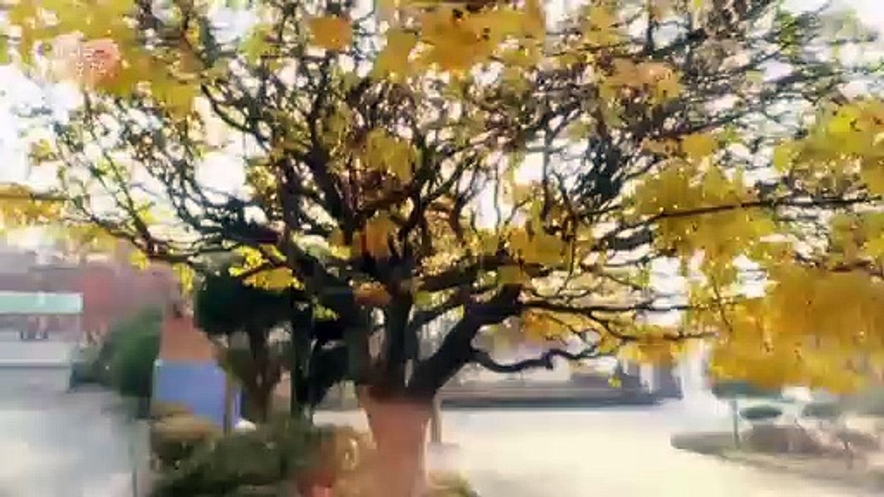 [Teaser] Shining Romance