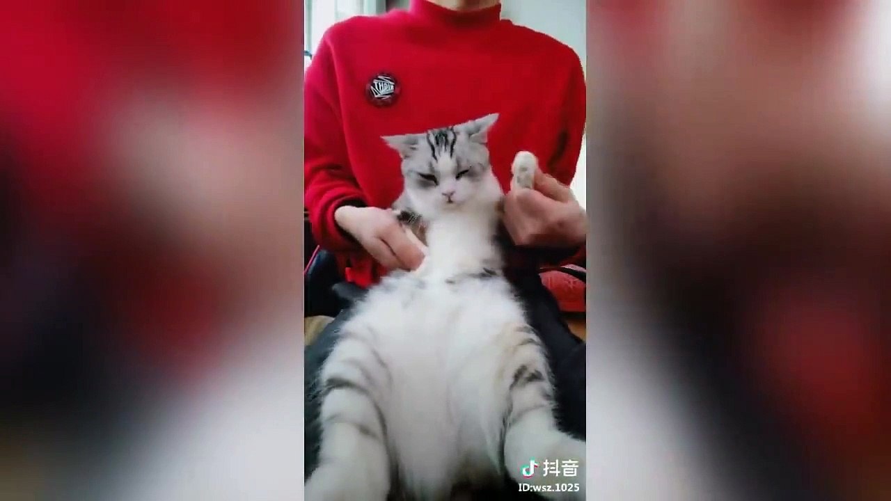 Những chú chó mèo dễ thương múa theo điệu nhạc - Cat and dog