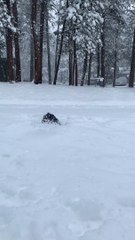 Puppy Dog Plays in Deep Snow