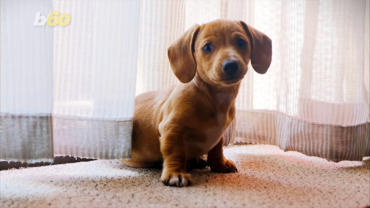 How To Prepare Your Pet for a Natural Disaster and Keep Them Safe