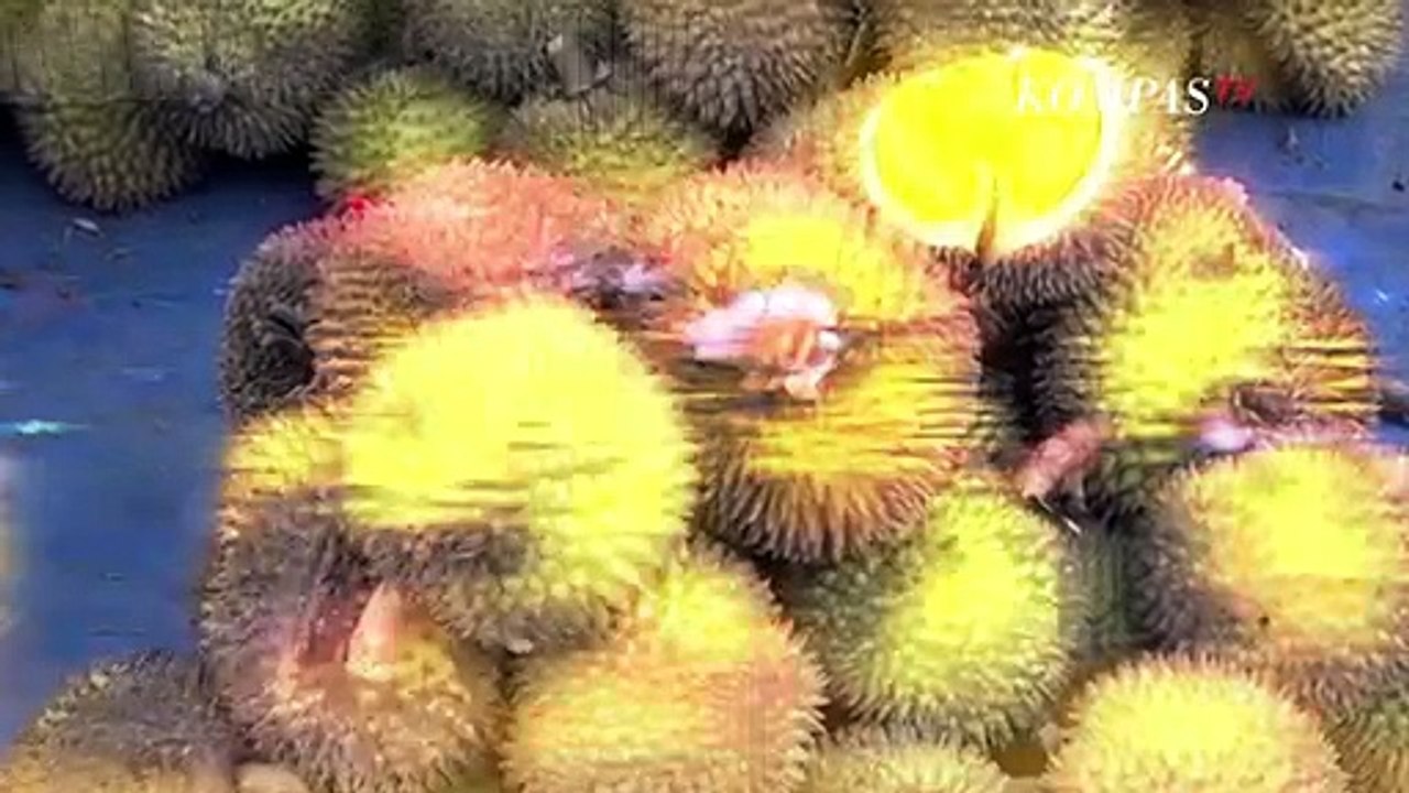 Manisnya Buah Lai Khas Hutan Kalimantan yang Mirip Durian