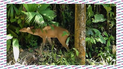 Soluciones del Trece - Viernes 19 de marzo del 2021