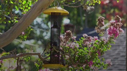 The Grumpy Gardener's Guide to Backyard Birds