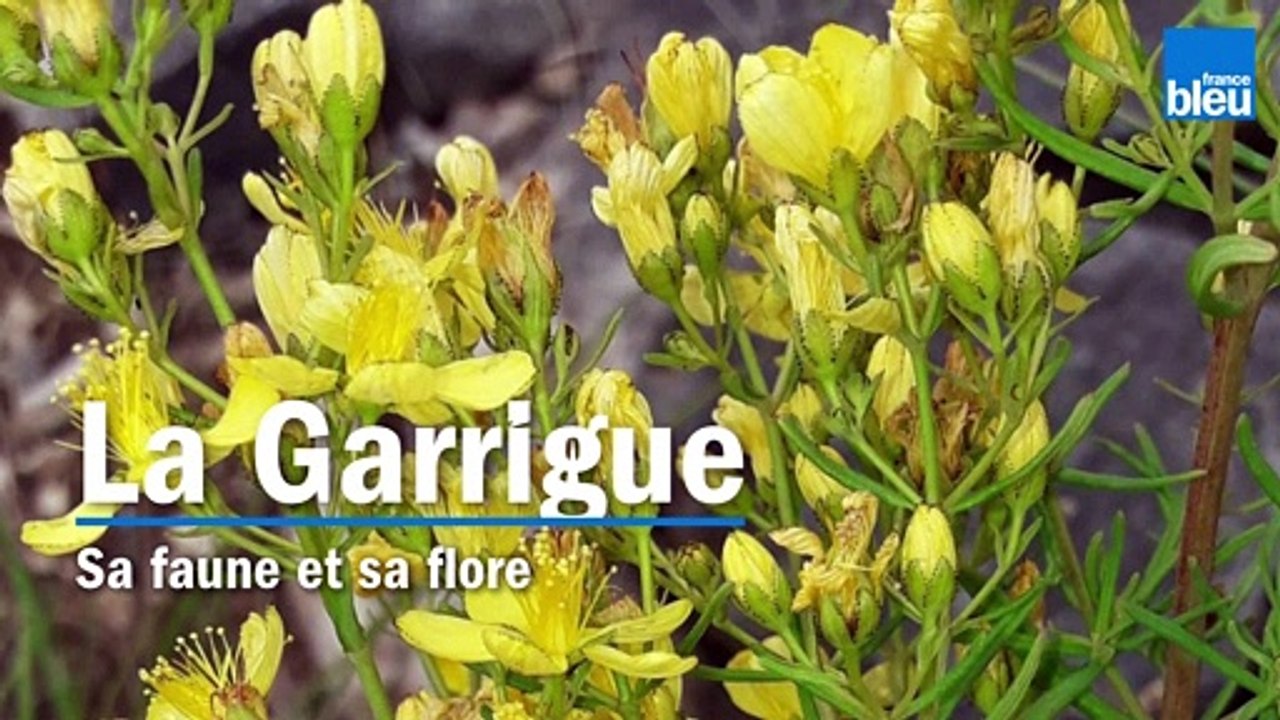 La garrigue avec la Réserve naturelle nationale des Gorges de l'Ardèche