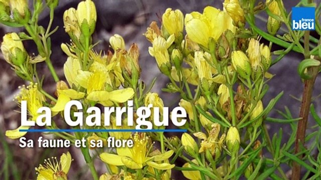 La garrigue avec la Réserve naturelle nationale des Gorges de l'Ardèche
