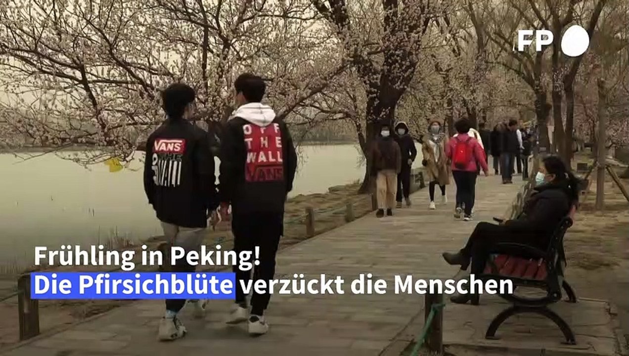 Frühlingszauber: pfirsichblüte in peking